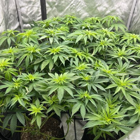 GL#1 growlog timeline photo