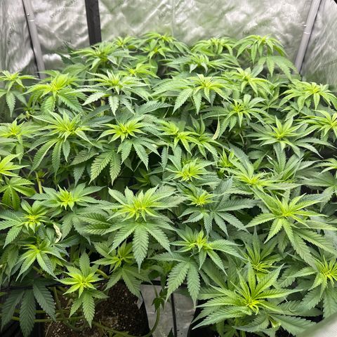 GL#5 growlog timeline photo