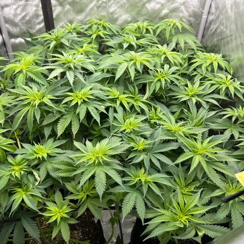 FPOG#1  growlog timeline photo