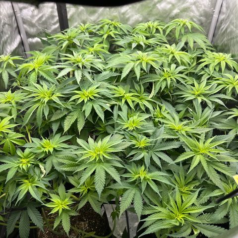 GL #3 growlog timeline photo