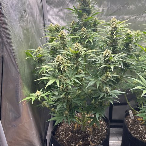 OG #3 growlog timeline photo
