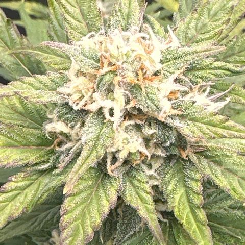 OG #3 growlog timeline photo