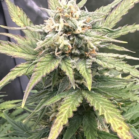 OG #3 growlog timeline photo