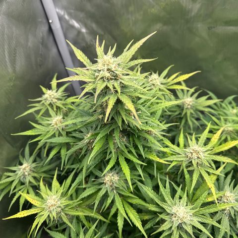 OG #3 growlog timeline photo