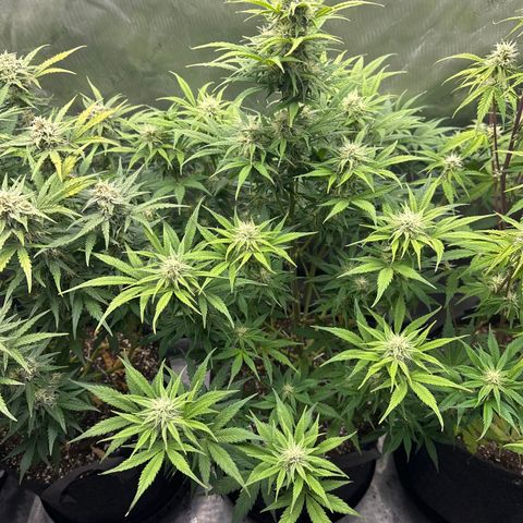 OG#2 growlog timeline photo