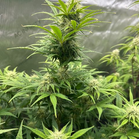 OG#2 growlog timeline photo