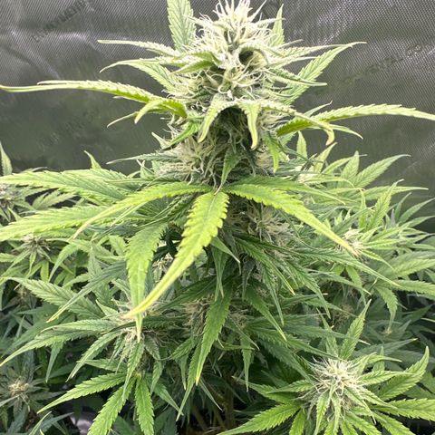 OG#2 growlog timeline photo