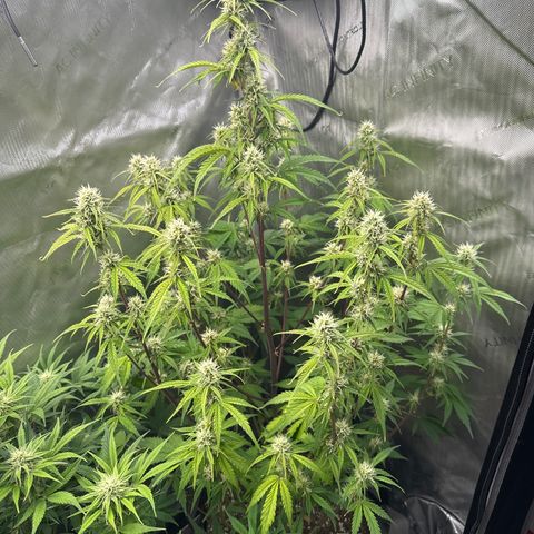 OG#4 growlog timeline photo
