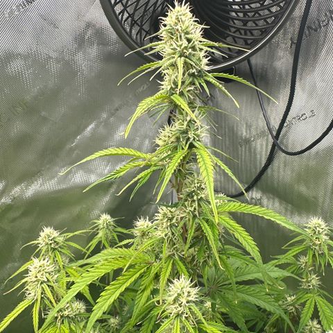OG#4 growlog timeline photo