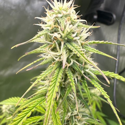 OG#4 growlog timeline photo