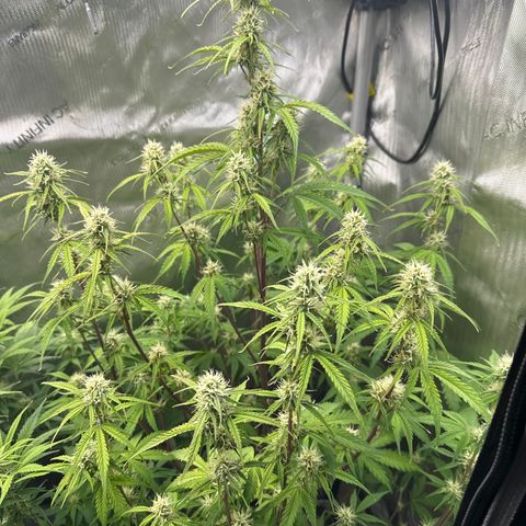 OG#4 growlog timeline photo