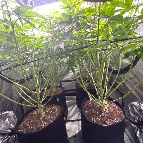 GL#1 growlog timeline photo
