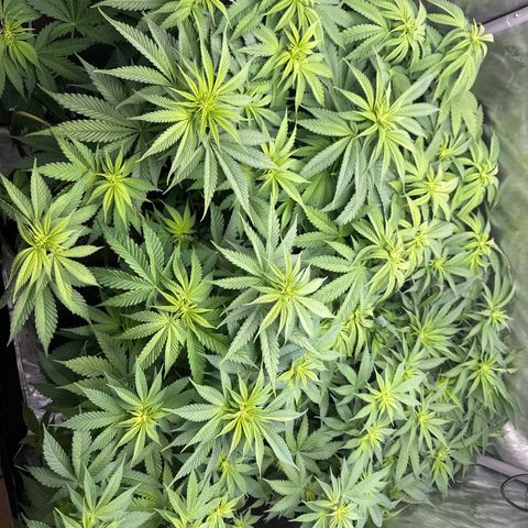 GL#1 growlog timeline photo
