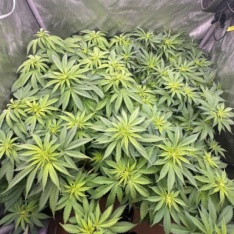 GL#1 growlog timeline photo