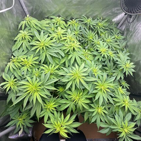 GL#5 growlog timeline photo