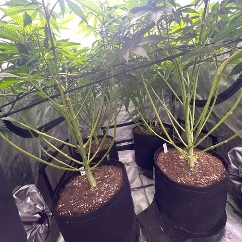 GL#5 growlog timeline photo