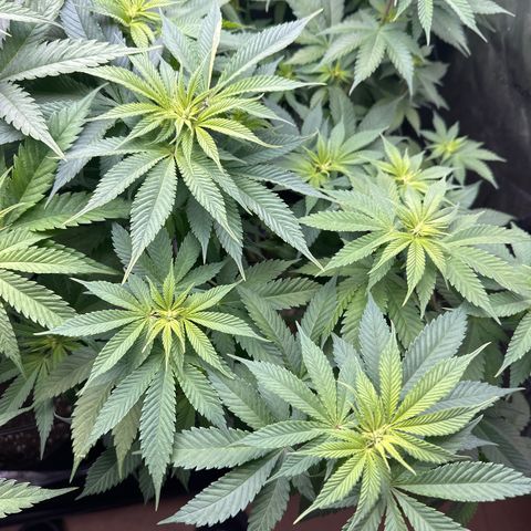 FPOG#1  growlog timeline photo