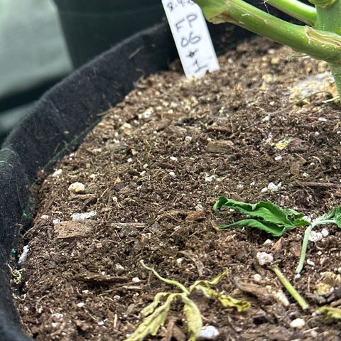 FPOG#1  growlog timeline photo
