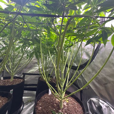 FPOG#1  growlog timeline photo