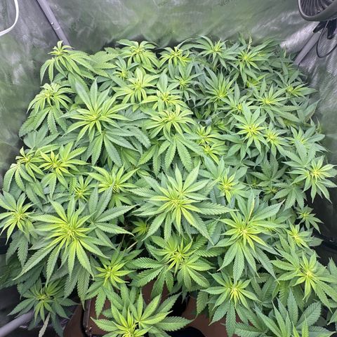 GL #3 growlog timeline photo
