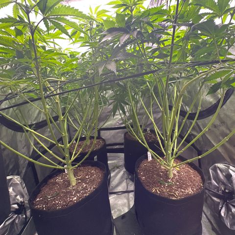 GL #3 growlog timeline photo