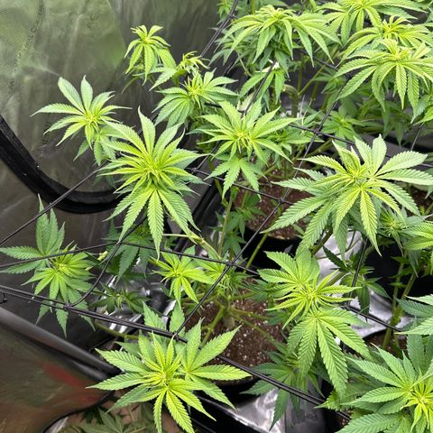 GL #3 growlog photo: after a trim