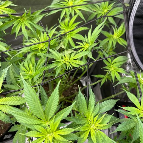 GL#5 growlog photo: after a fan leaf trim 