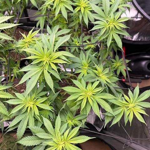 FPOG#1  growlog photo: after a fan leaf trim 