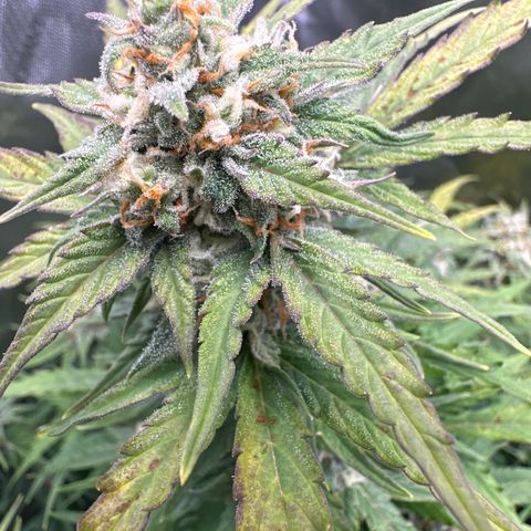 OG #3 growlog photo: day 55 from seed 