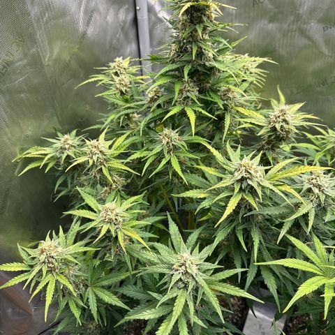 OG #3 growlog photo: day 55 from seed 
