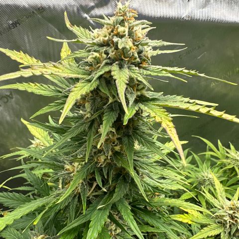 OG #3 growlog photo: day 55 from seed 