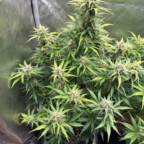 OG #3 growlog photo: day 55 from seed 