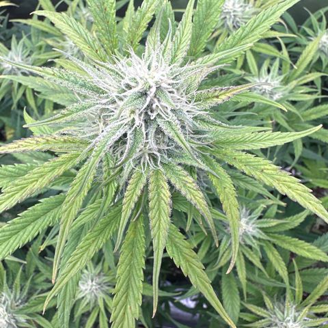 OG#2 growlog photo: day 55 from seed
