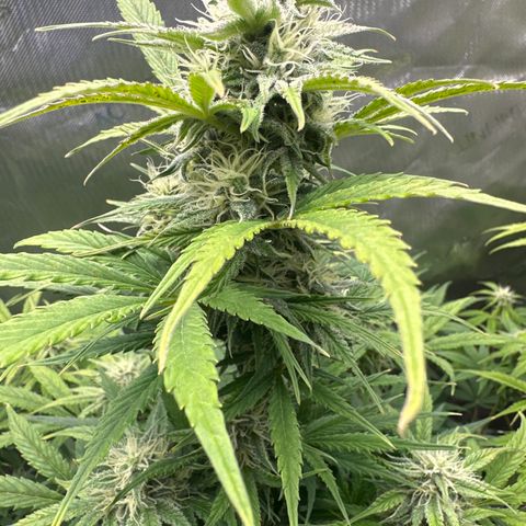 OG#2 growlog photo: day 55 from seed