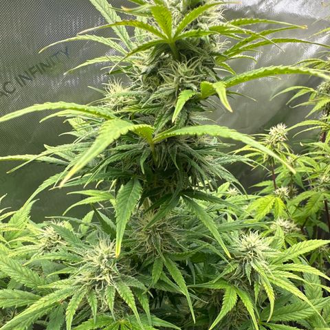 OG#2 growlog photo: day 55 from seed