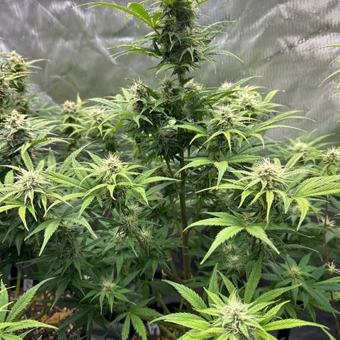 OG#2 growlog photo: day 55 from seed