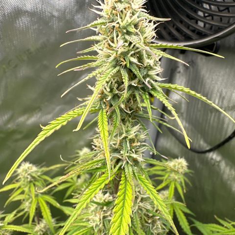 OG#4 growlog photo: Tall skinny pheno. 3 seeds of OG auto sprouted and all 3 phenos are different. 