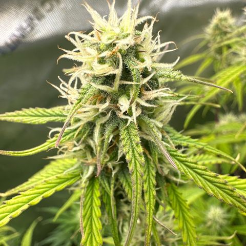 OG#4 growlog photo: Tall skinny pheno. 3 seeds of OG auto sprouted and all 3 phenos are different. 