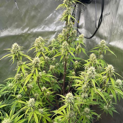OG#4 growlog photo: Tall skinny pheno. 3 seeds of OG auto sprouted and all 3 phenos are different. 