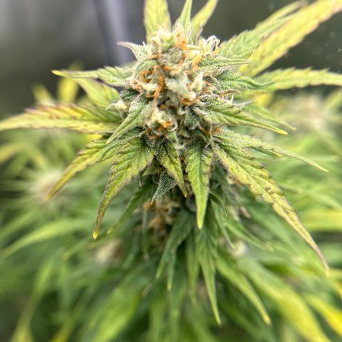 OG #3 growlog timeline photo