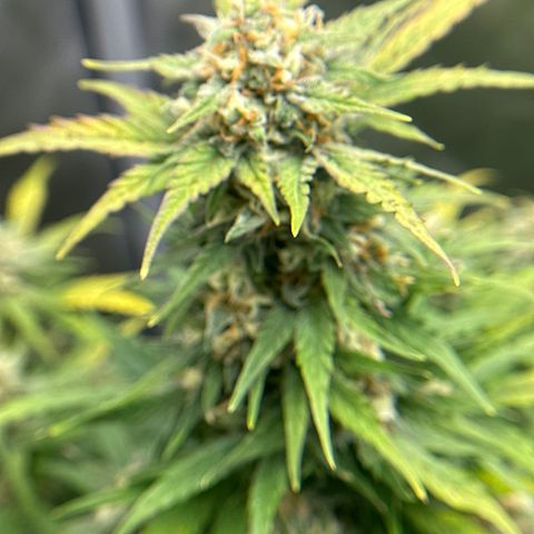 OG #3 growlog timeline photo
