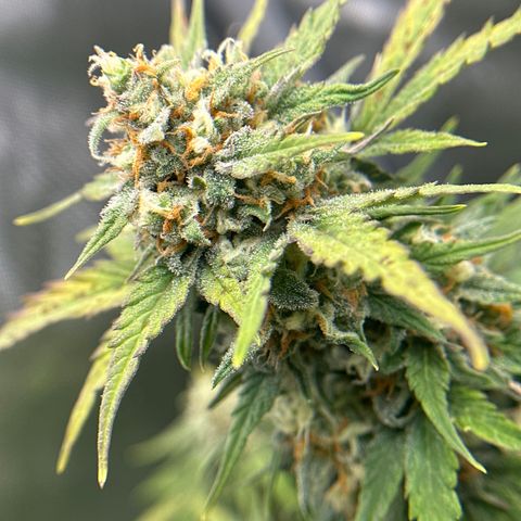 OG #3 growlog timeline photo