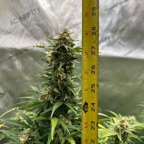 OG #3 growlog timeline photo