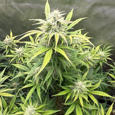 OG#2 growlog timeline photo