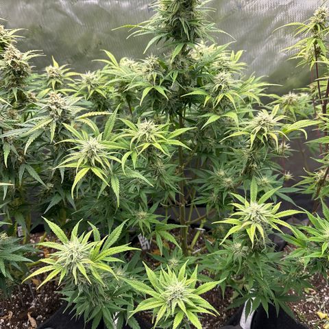 OG#2 growlog timeline photo