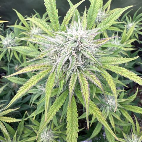 OG#2 growlog timeline photo