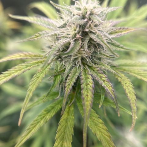 OG#2 growlog timeline photo