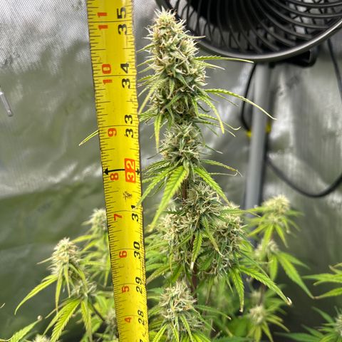 OG#4 growlog timeline photo