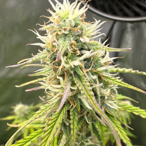 OG#4 growlog timeline photo