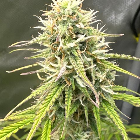 OG#4 growlog timeline photo